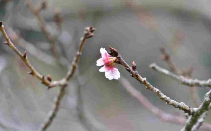 Cherry Blossom