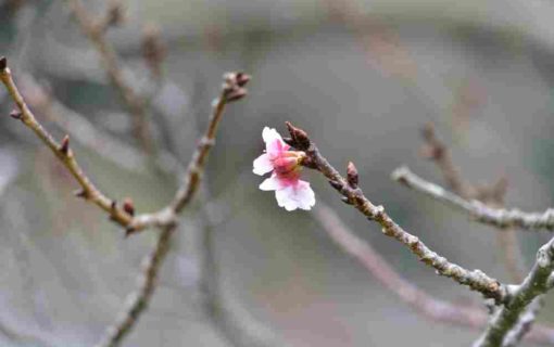 Cherry Blossom