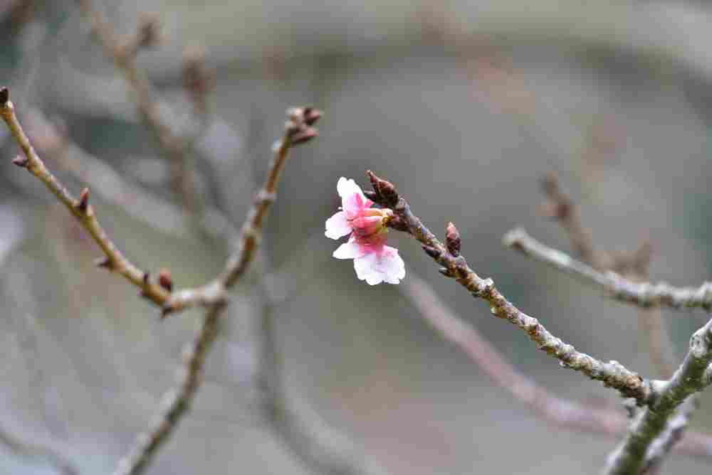 Cherry Blossom