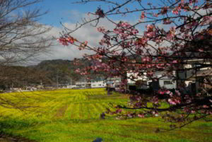 青野川”みなみの桜”と菜の花畑
