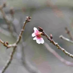 Cherry Blossom