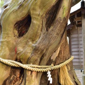 若宮神社巨大楠