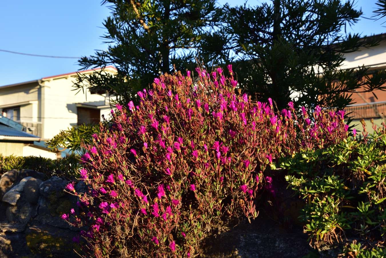 0326路地の花