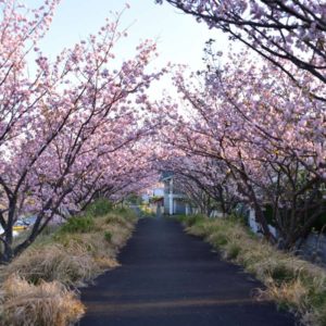 桜の花のトンネル