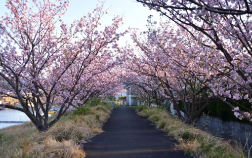 桜の花のトンネル