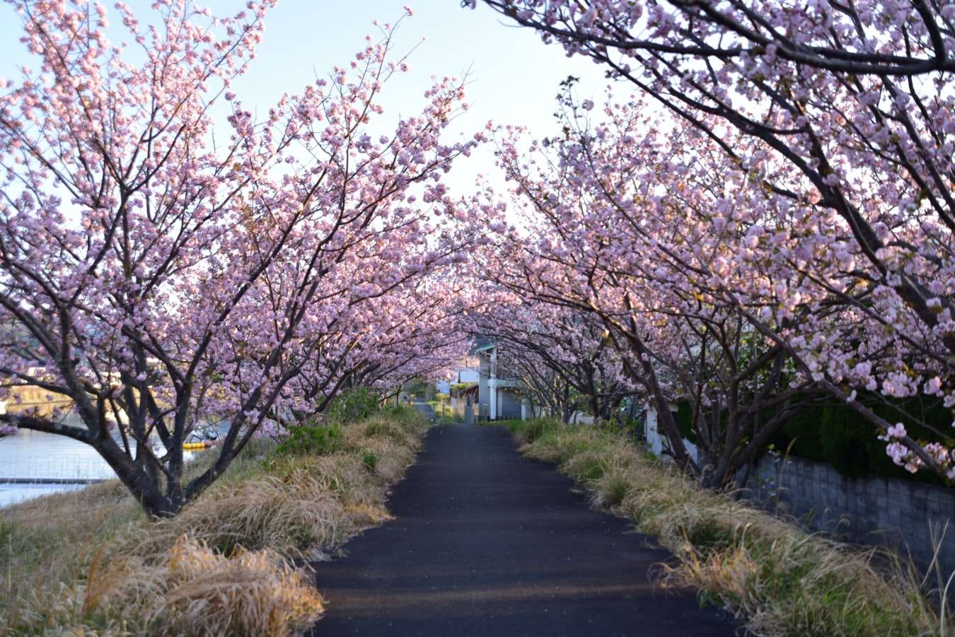 桜の花のトンネル