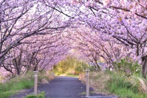 桜の花のトンネル