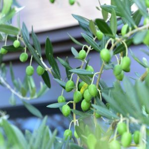 2019年度産オリーブの実