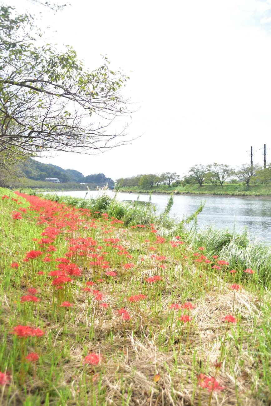 0930青野川曼珠沙華