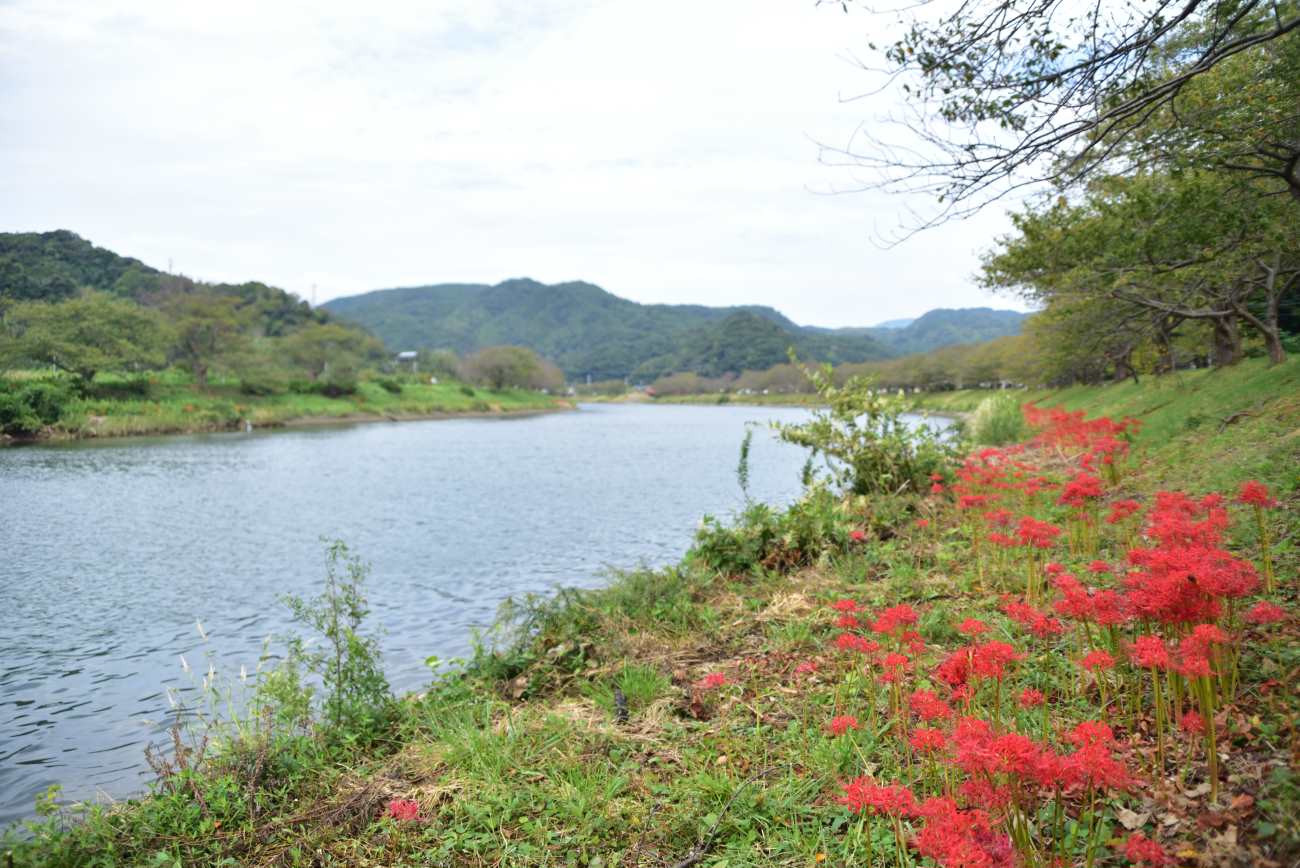 0930青野川曼珠沙華