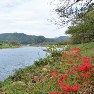 0930青野川曼珠沙華