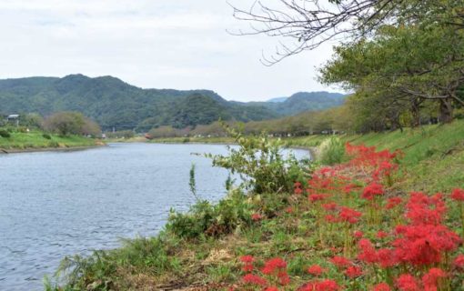 0930青野川曼珠沙華