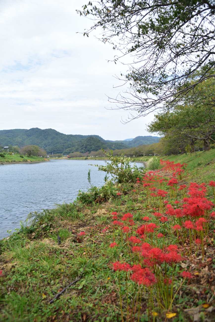 0930青野川曼珠沙華