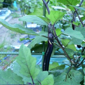 秋茄子収穫始まり