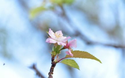 青野川　堤防の桜