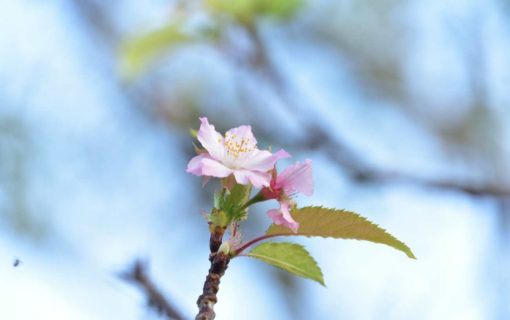 青野川　堤防の桜