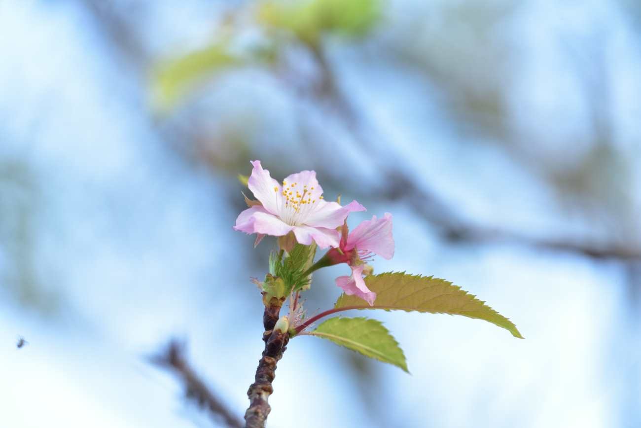 青野川　堤防の桜