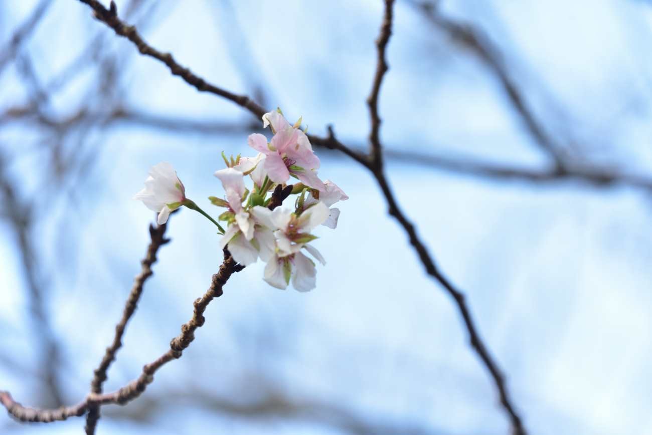 青野川　堤防の桜
