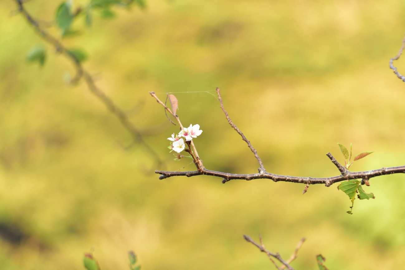 青野川　堤防の桜