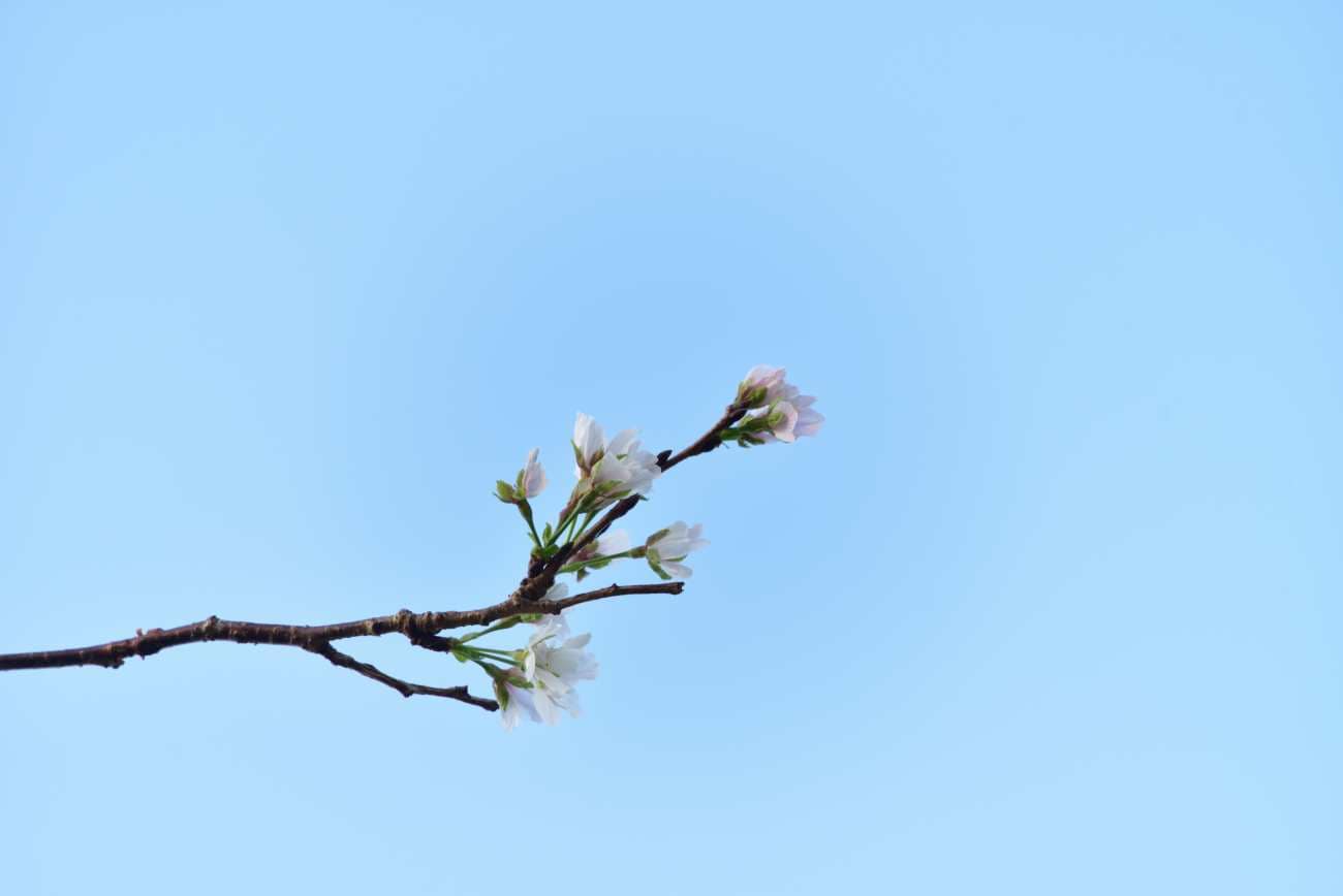 青野川　堤防の桜