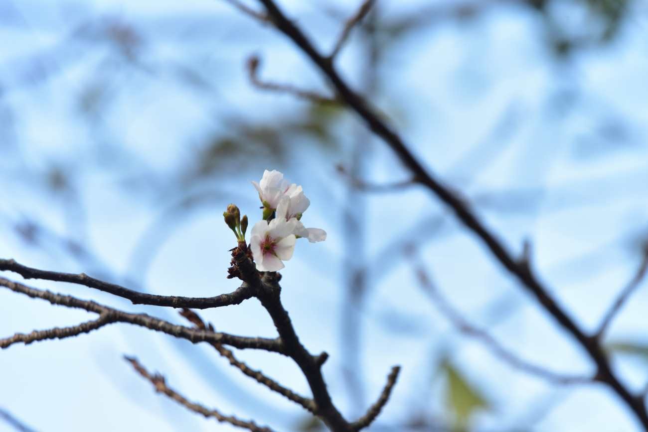 青野川　堤防の桜