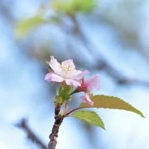 青野川　堤防の桜