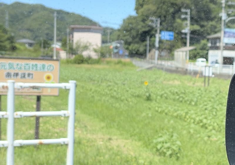 日野(”ひんの”って読むよ)の向日葵が一輪咲いた