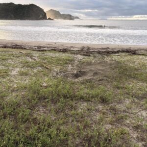 7月11日 6年ぶりに赤海亀上陸産卵だよ