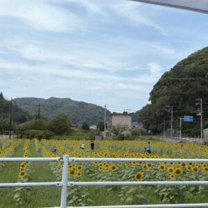 日野（ひんのって読むよ）交差点ひまわり