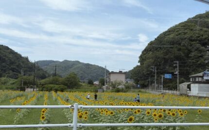 日野（ひんのって読むよ）交差点ひまわり
