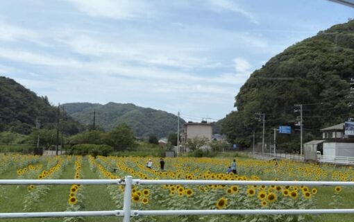 日野（ひんのって読むよ）交差点ひまわり