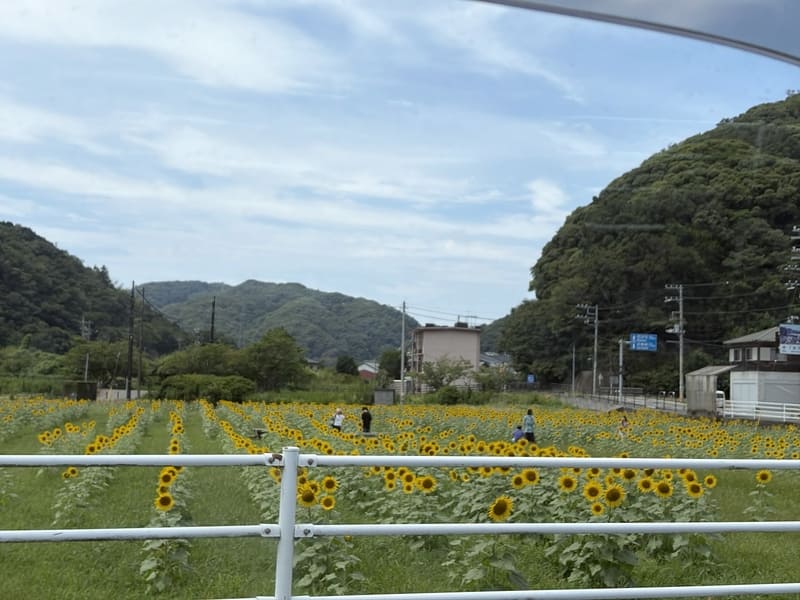 日野（ひんのって読むよ）交差点ひまわり